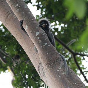 dusky leaf monkey (Trachypithecus obscurus)