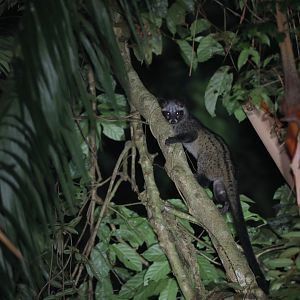 Southern Palm Civet (Paradoxurus musanga)