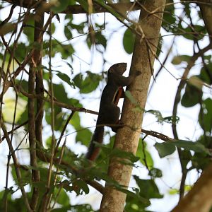 plantain squirrel (Callosciurus notatus)