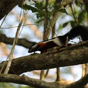 Prevost's squirrel (Callosciurus prevostii)