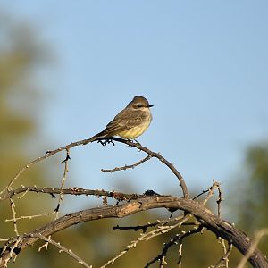 Vermilion Flycatcher (Pyrocephalus obscurus flammeus) female