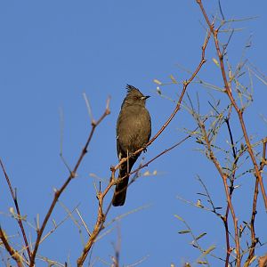 Phainopepla (Phainopepla nitens) female