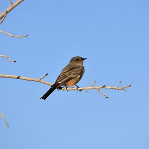 Say's Phoebe (Sayornis saya saya)