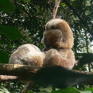 Bengal Slow Loris 2025/11/24-1