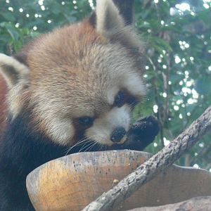 Red Panda 2025/11/24-2