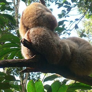 Bengal Slow Loris 2025/11/24-3