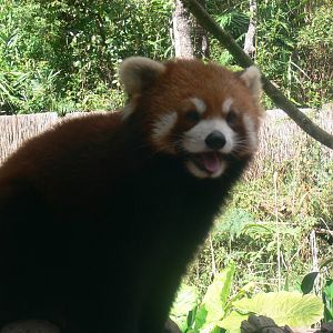 Red Panda 2025/11/24-1