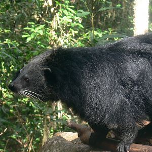 Binturong 2025/11/24