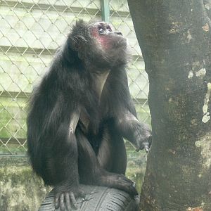 Stump-tailed Macaque 2025/11/25-2