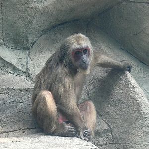 Stump-tailed Macaque 2025/11/25-1