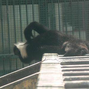 Northern White-cheeked Crested Gibbon 2025/11/25-2