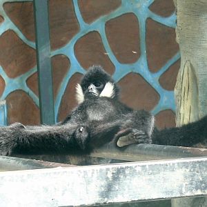 Northern White-cheeked Crested Gibbon 2025/11/25-1