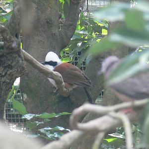 White-crested Laughingthrush 2025/11/25