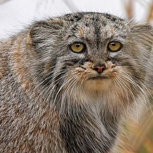Pallas's cat