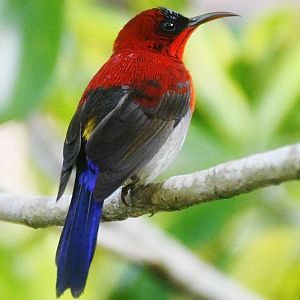 Wild Crimson Sunbird (Aethopyga siparaja siparaja)