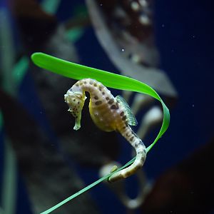 Pot-bellied Seahorse