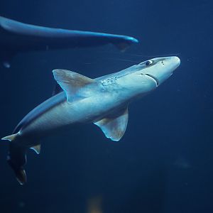 Pacific Spiny Dogfish