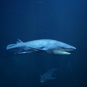 Broadnose Sevengill Shark