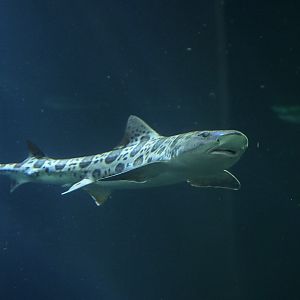 Leopard Shark