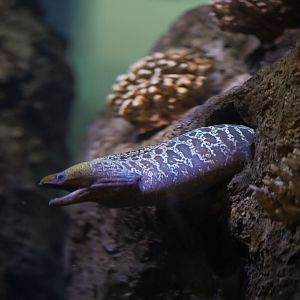Undulated Moray