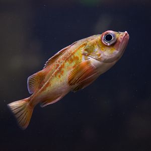Splitnose Rockfish