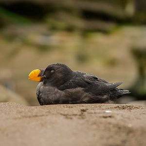 Tufted Puffin (winter plumage)