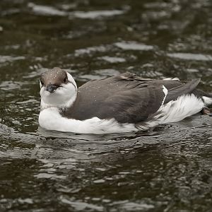 Common Murre (winter plumage)