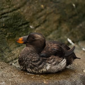 Rhinoceros Auklet (winter plumage)