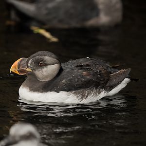 Horned Puffin (winter plumage)