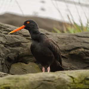 Black Oystercatcher
