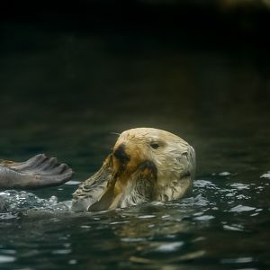 Southern Sea Otter