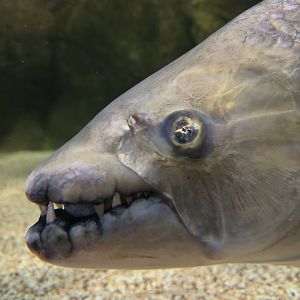 Goliath Tigerfish (Hydrocynus goliath)