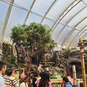 Giant Panda Adventure