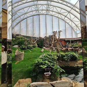 Giant Panda Grassy Enclosure