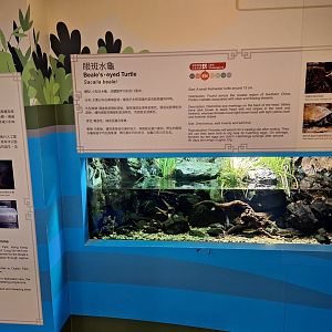 Beale's Eyed-turtle Enclosure