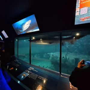 Shark Mystique Middle level