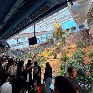 Giant Panda Enclosure