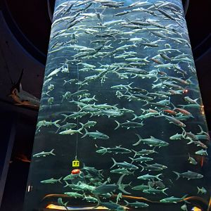 Milkfish Tank (Chanos chanos)