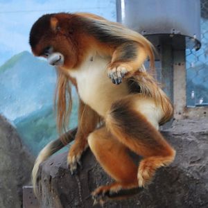 Leaping  Golden Snub-nosed Monkey (Rhinopithecus roxellana)