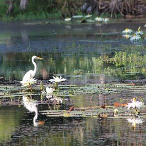 Great Egret