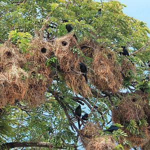Metallic Starling (Aplonis metallica) colony