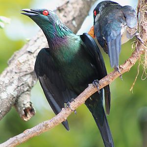 Metallic Starlings (Aplonis metallica)