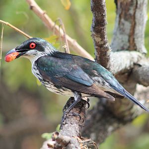 immature Metallic Starling (Aplonis metallica)