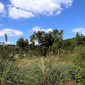 First Glimpse of Savanna Exhibit
