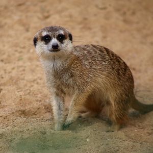 Meerkat
