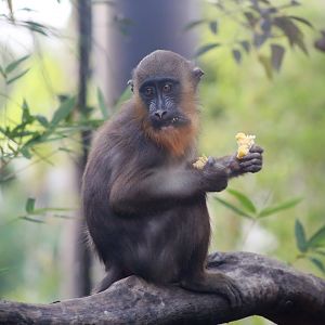 Mandrill Juvenile