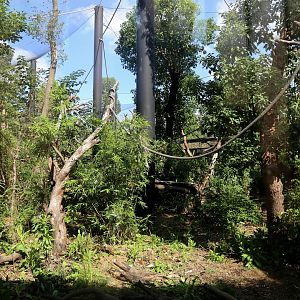 Patas Monkey Exhibit