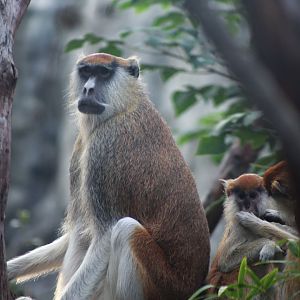 Patas Monkey