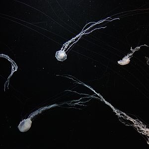 Atlantic sea nettle (Chrysaora quinquecirrha)