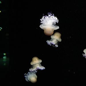 Fried egg jelly (C. tuberculata)